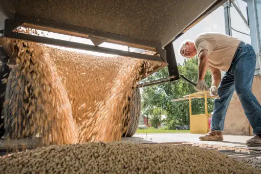 Farmer dumping a load of harvested soybeans