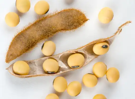 Two soybean pods, one open showing soybeans with additional loose soybeans on table